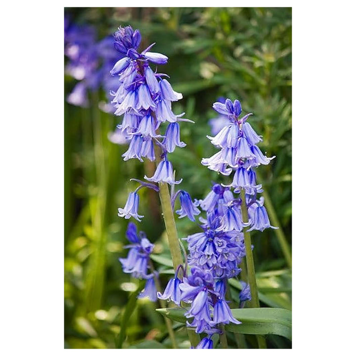 Heirloom Non-GMO Bluebell Flower Seeds – Unique Bell-Shaped Blooms for Planting | High Germination Organic Seeds | Neera Seeds product photo [neera-v4-14b252a5dc7fa0cee4b9]