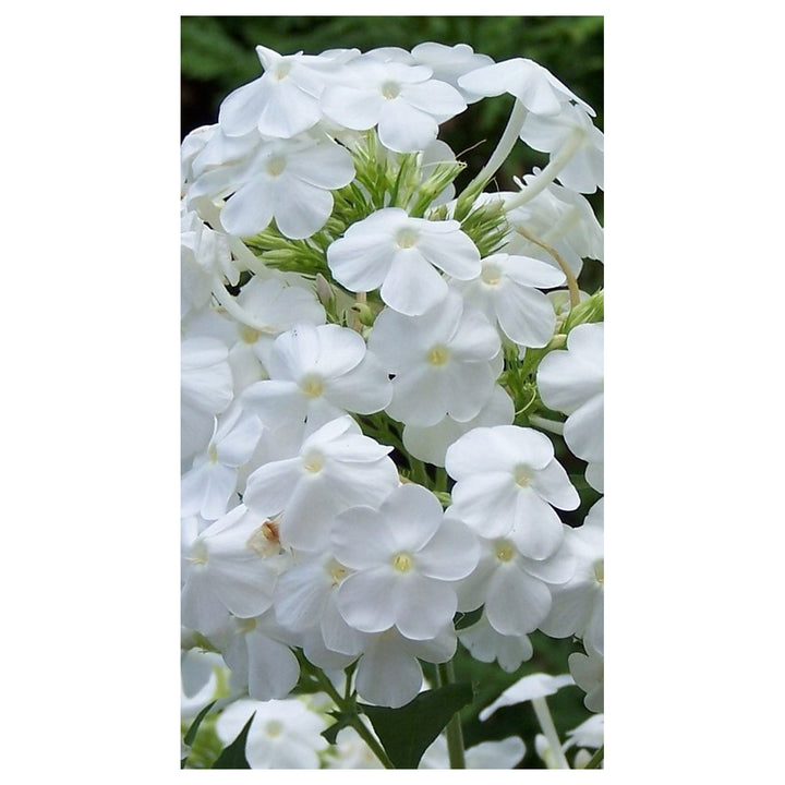 Heirloom Drummondii Flower Seeds, Non-GMO Colorful Annual Blooms for Garden Planting | Neera Seeds product photo [neera-v4-14ba5cd574c5d1f7b226]