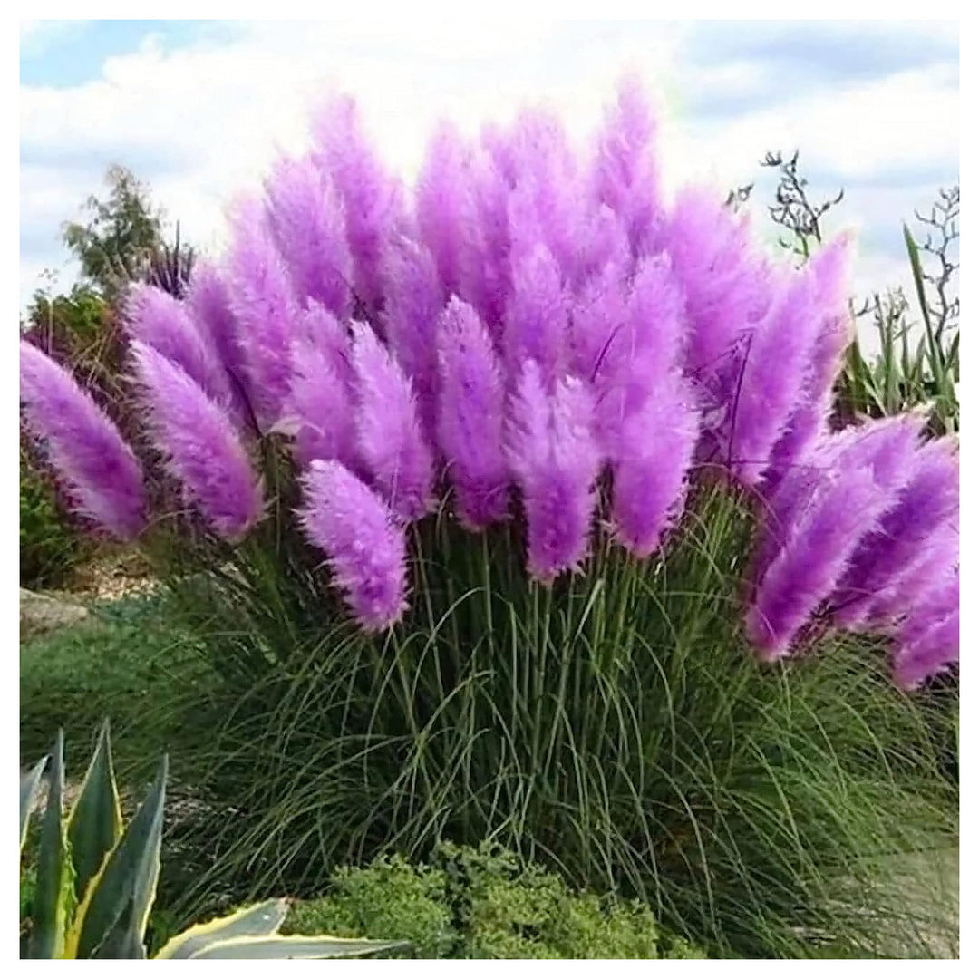Ornamental Grass For Planting Various Species For Urban Garden And Home Garden Flower Seeds for | Neera Seeds product photo [neera-v4-14bfff5931098ffd2e08]