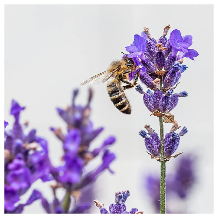 Lavender Of Lavandula Angustifolia Aromatic Flower Gardens Flower Seeds Home Garden | Neera Seeds product photo [neera-v4-14c75cf0bc4b1c983ae5]