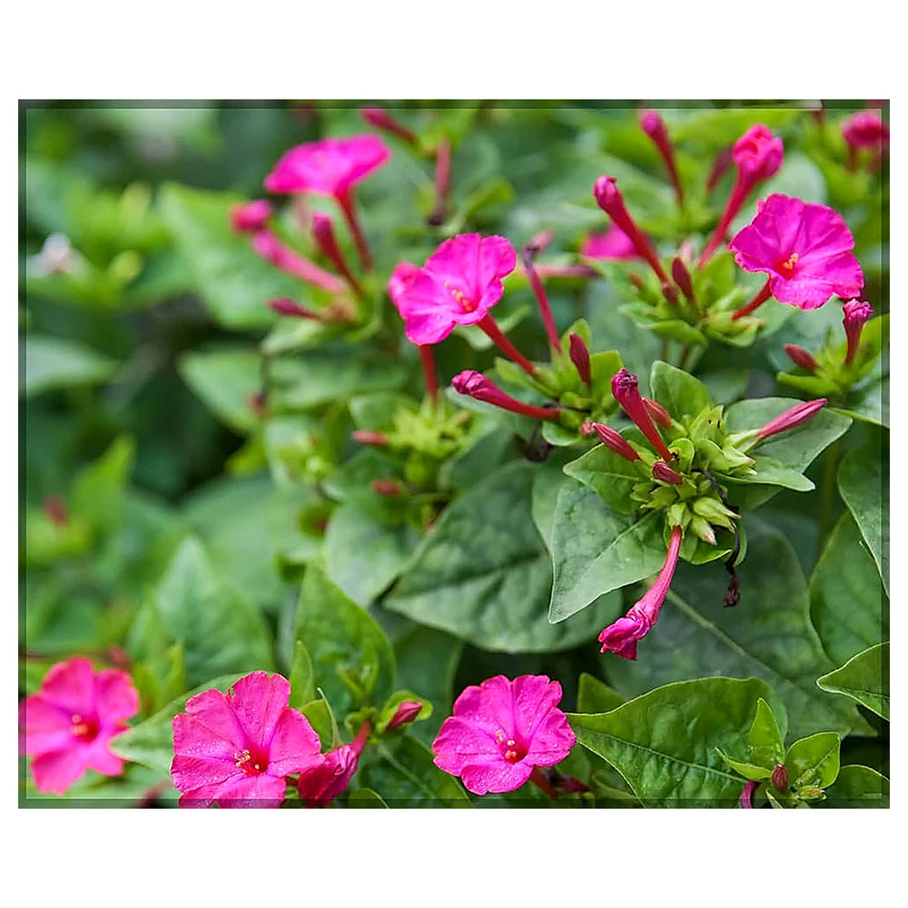 Heirloom Non-GMO Mirabilis Flower Seeds for Planting – Four O’Clock Fragrant Garden Blooms | Neera Seeds product photo [neera-v4-14cd4294cd3730254e71]