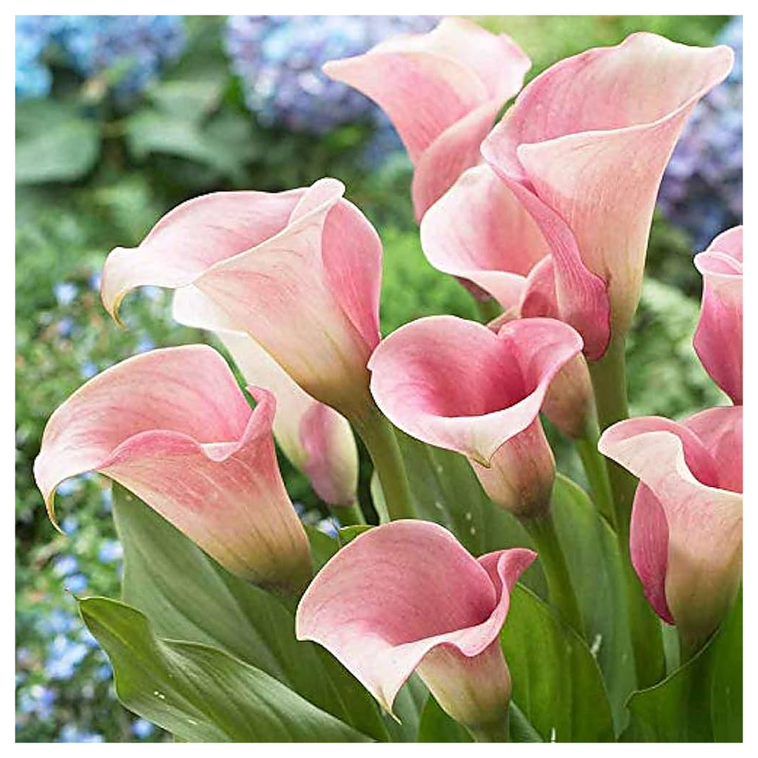 Heirloom Non-GMO Baby Pink Calla Flower Seeds for Planting – Elegant Garden Bulb Seeds | Neera Seeds product photo [neera-v4-14cfd3d4a13dba9ef28d]