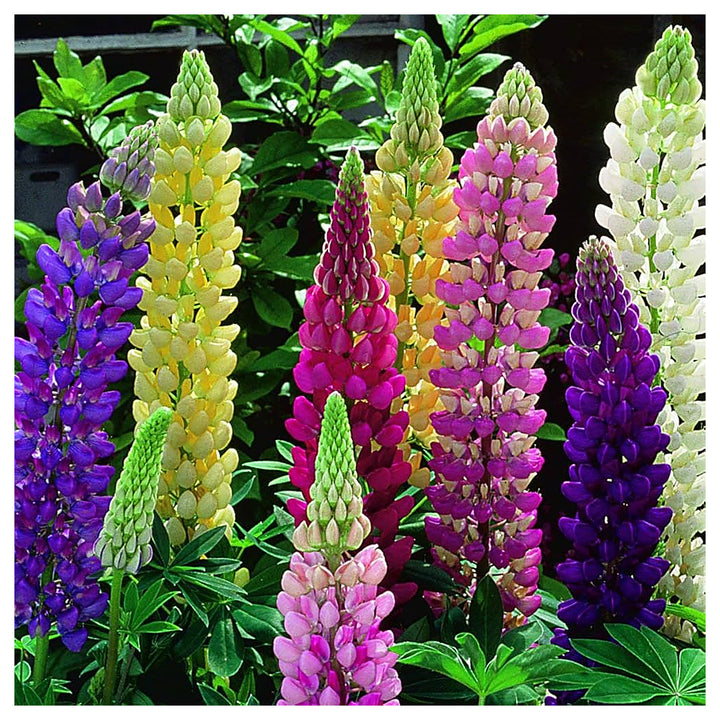 Mixed Russell Lupine Colorful And Hardy Lupine Blooms Flower Seeds Home Garden Planting, | Neera Seeds product photo [neera-v4-14da00b4d262bee4c87b]