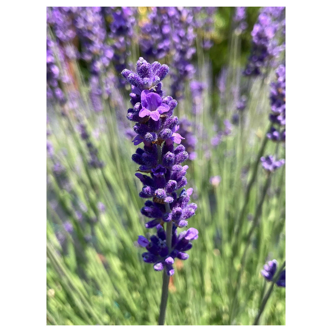 Lavender Provence Flower Seeds for Planting | Heirloom Non-GMO High Germination Organic Garden Seeds | Neera Seeds product photo [neera-v4-14e416e39d2a77dc5978]
