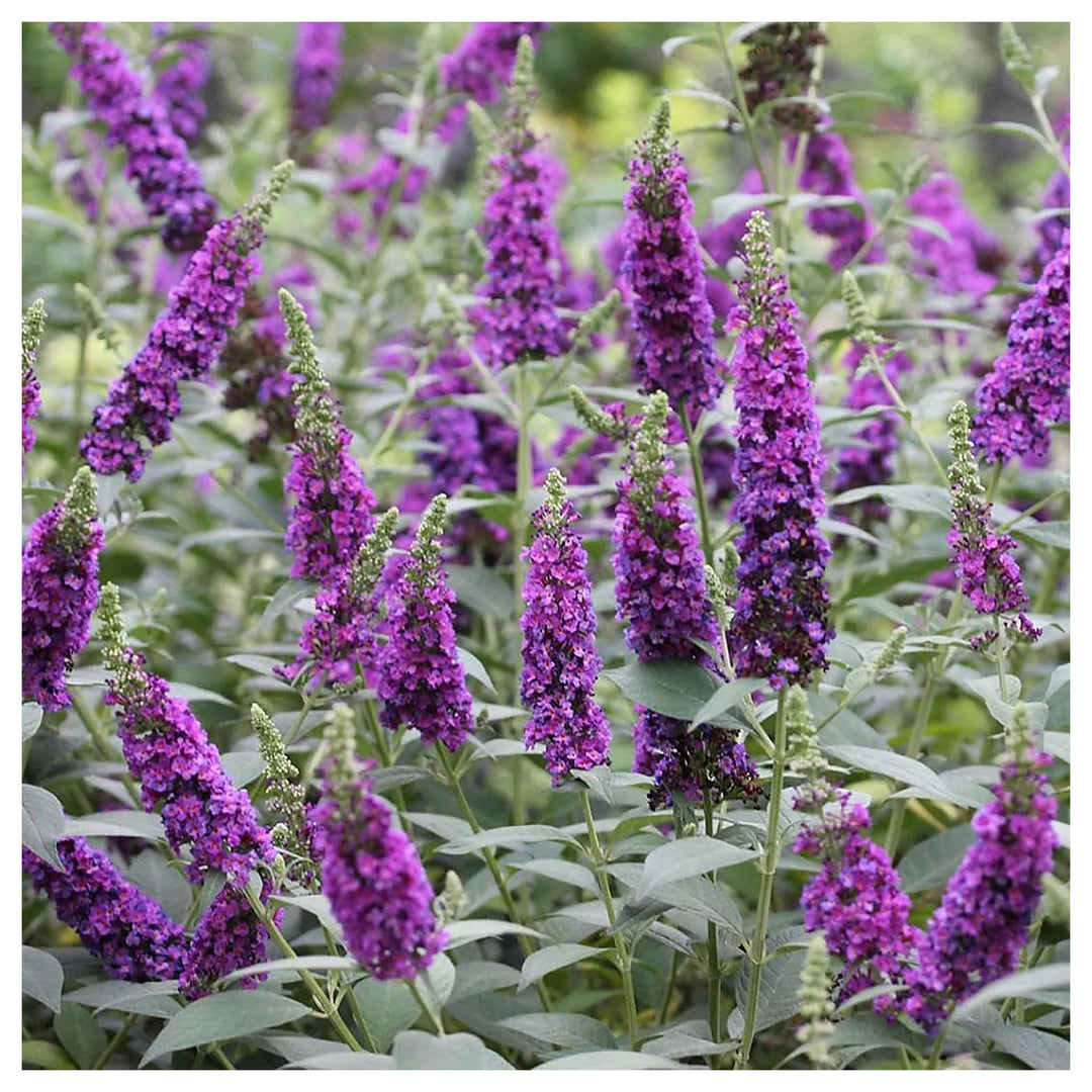 Heirloom Knight Butterfly Bush Flower Seeds for Planting – Non-GMO, Organic Garden Seeds with High Germination | Neera Seeds product photo [neera-v4-14efe66971899292b002]