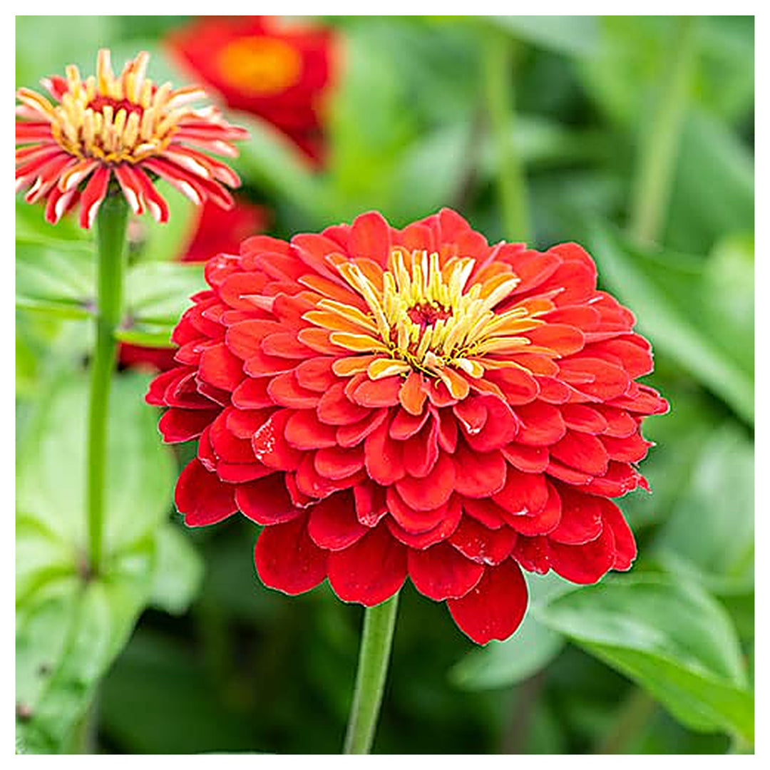 Red Zinnia Flower Seeds for Planting – Vibrant, Non-GMO Heirloom Garden Flowers | Neera Seeds product photo [neera-v4-14f270d46e82c41a5a48]