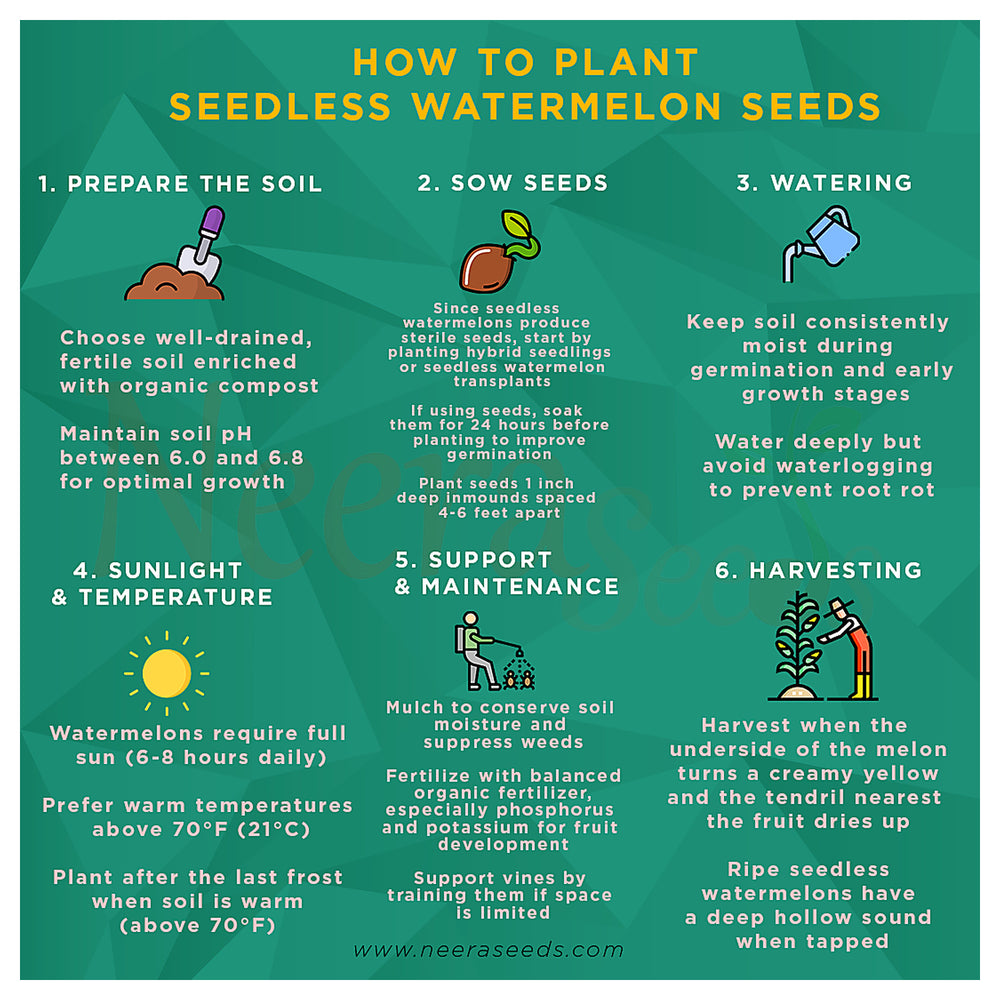 Seedless Watermelon Fruit Seeds for Planting – Heirloom Non-GMO High Germination Organic Garden Seeds | Neera Seeds product photo [neera-v4-14f3a6ed97a589ffb4b6]