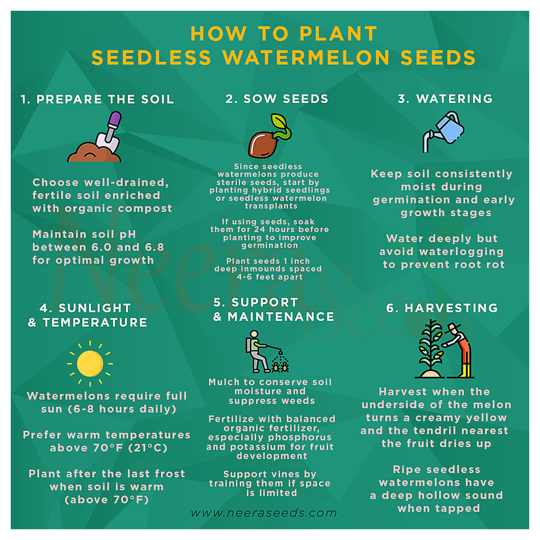 Seedless Watermelon Fruit Seeds for Planting – Heirloom Non-GMO High Germination Organic Garden Seeds | Neera Seeds product photo [neera-v4-14f3a6ed97a589ffb4b6]