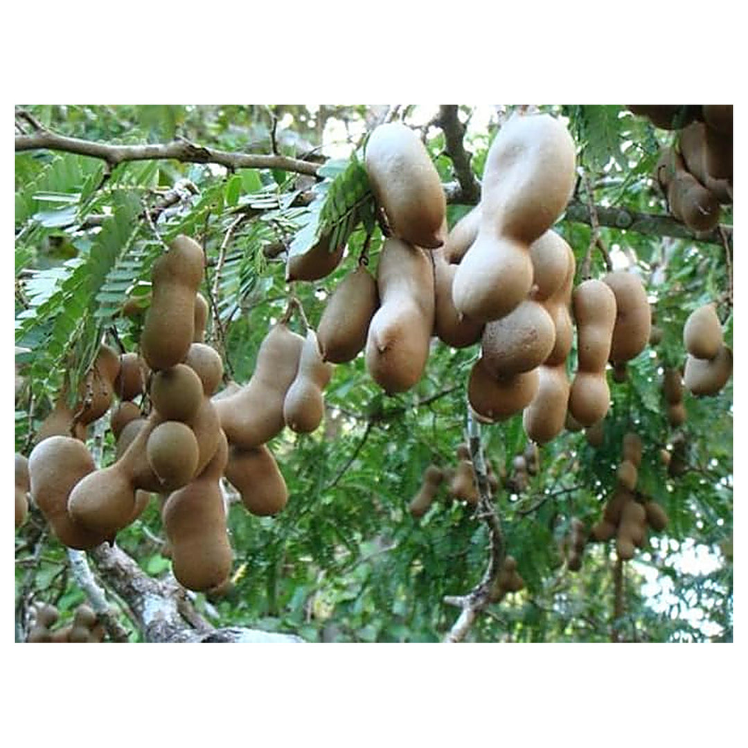Tamarind Indica Seeds – Heirloom, Non-GMO Fruit Seeds for Garden Planting | Neera Seeds product photo [neera-v4-14fa9534f3a4fb1b026e]