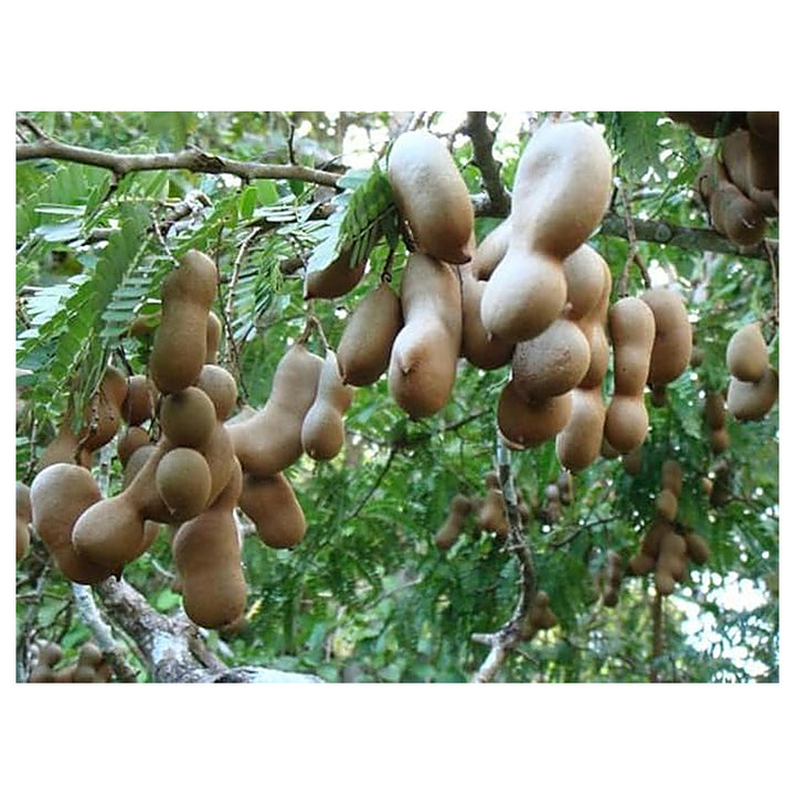 Tamarind Indica Seeds – Heirloom, Non-GMO Fruit Seeds for Garden Planting | Neera Seeds product photo [neera-v4-14fa9534f3a4fb1b026e]