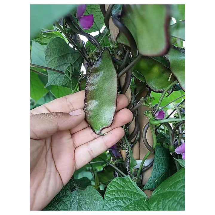Hyacinth Bean Seeds for Planting – Fast-Growing, Climbing Vine with Vibrant Purple Flowers | Neera Seeds product photo [neera-v4-14ff9204304301c87980]