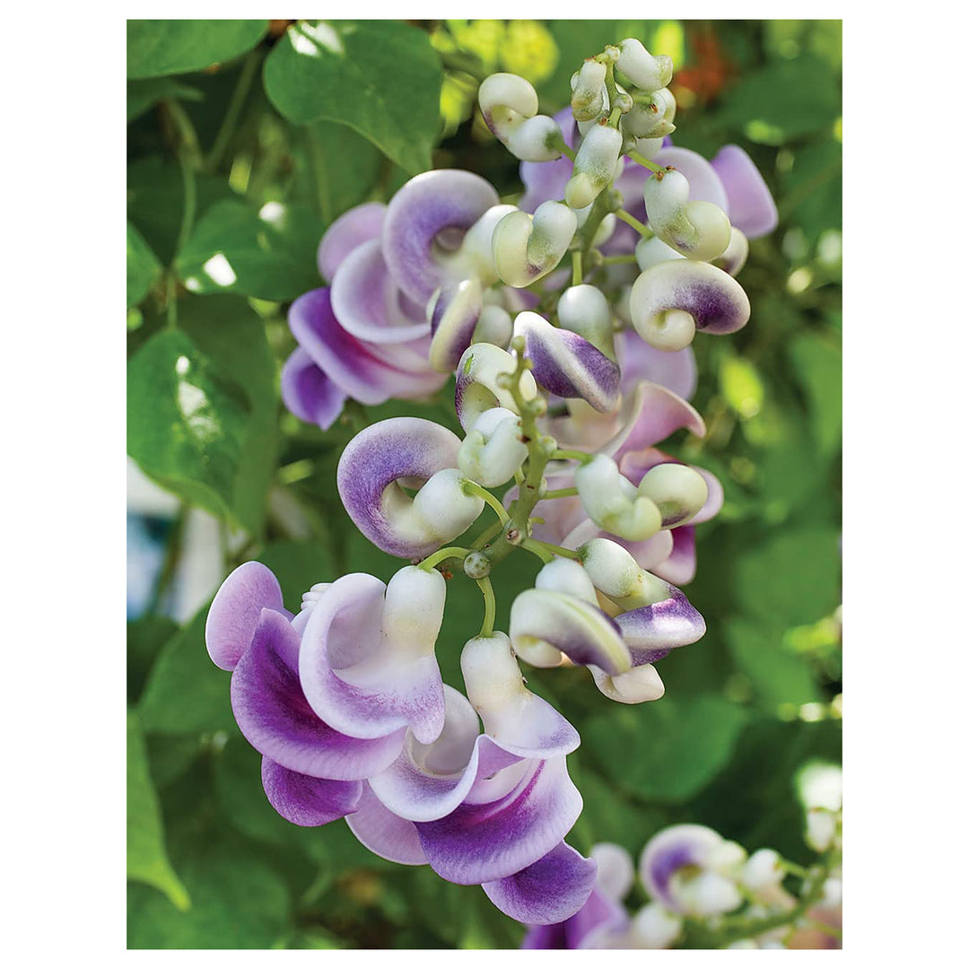 Corkscrew Flower For Planting Vigna Caracalla For Ornamental Gardens And Flower Beds Flower Seeds | Neera Seeds product photo [neera-v4-150c4cf07fdfd091bd8d]