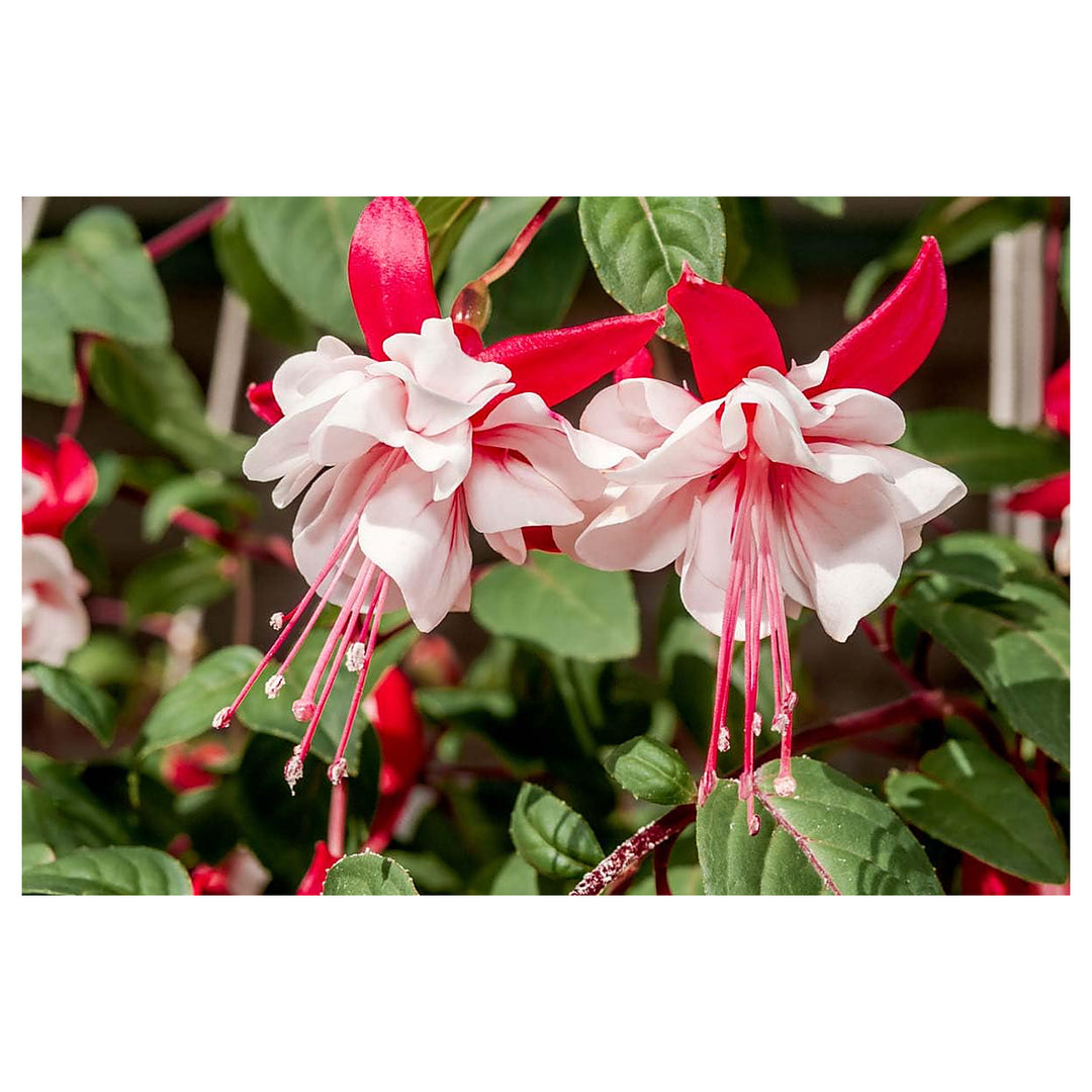 Heirloom Non-GMO Fuchsia Flower Seeds – Vibrant Hanging Baskets &amp; Garden Planting | Neera Seeds product photo [neera-v4-1515998e850876b4c490]