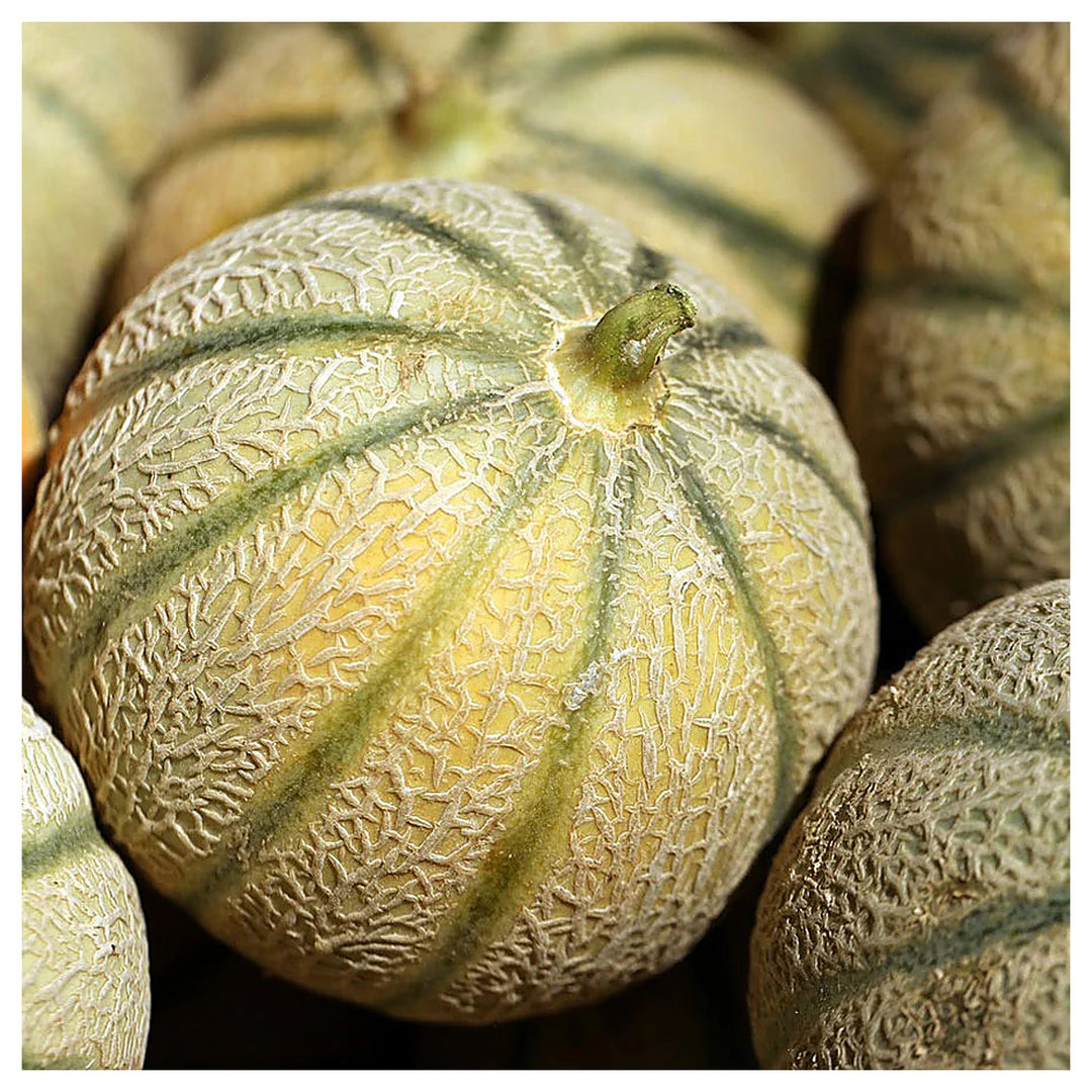 Charentais Cantaloupe Melon Seeds – Heirloom Netted Musk Melon with Sweet Orange Flesh for Home Garden Planting | Neera Seeds product photo [neera-v4-151da2628a9f091471e6]