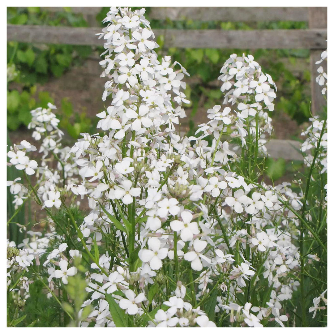 Hesperis Matronalis For Planting Hesperis Matronalis For Flower Beds And Wildflower Gardens Flower | Neera Seeds product photo [neera-v4-151e18434dfa27b52351]