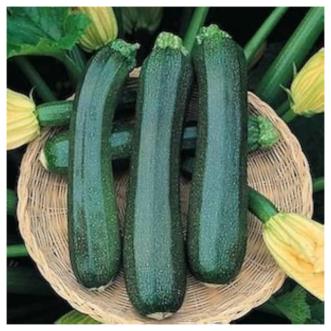 Green Zucchini Long Squash Seeds for Planting – Heirloom, Non-GMO, High-Yield Garden Vegetable Seeds | Neera Seeds product photo [neera-v4-152880d6bf9245df15e9]