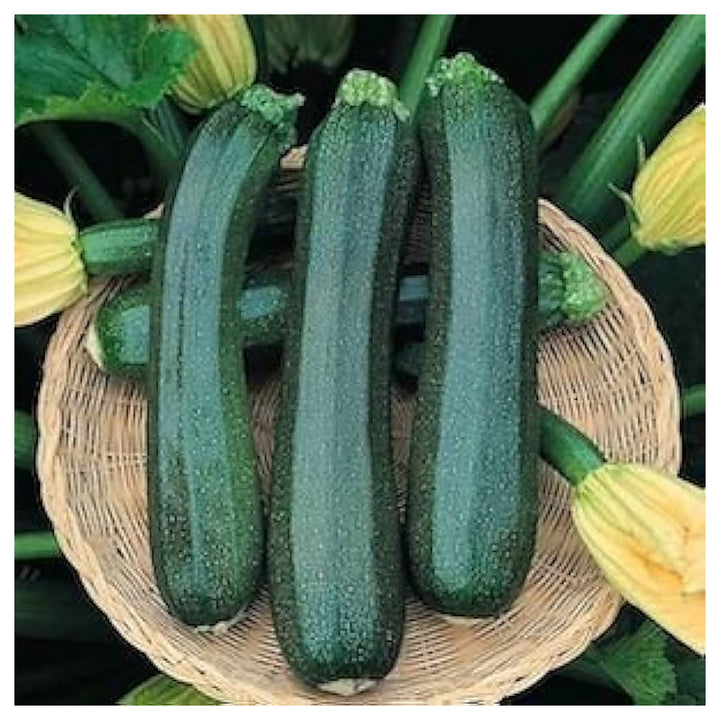 Green Zucchini Long Squash Seeds for Planting – Heirloom, Non-GMO, High-Yield Garden Vegetable Seeds | Neera Seeds product photo [neera-v4-152880d6bf9245df15e9]