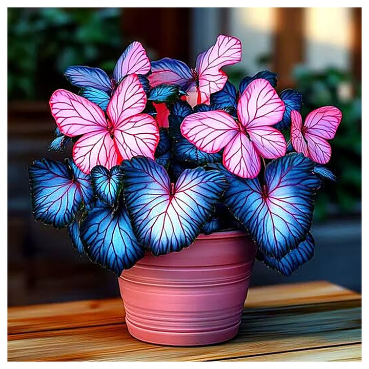 Moonlight Butterfly Begonia Flower Seeds – Heirloom Non-GMO High Germination Seeds | Neera Seeds product photo [neera-v4-152b092db4f1a533ad7f]