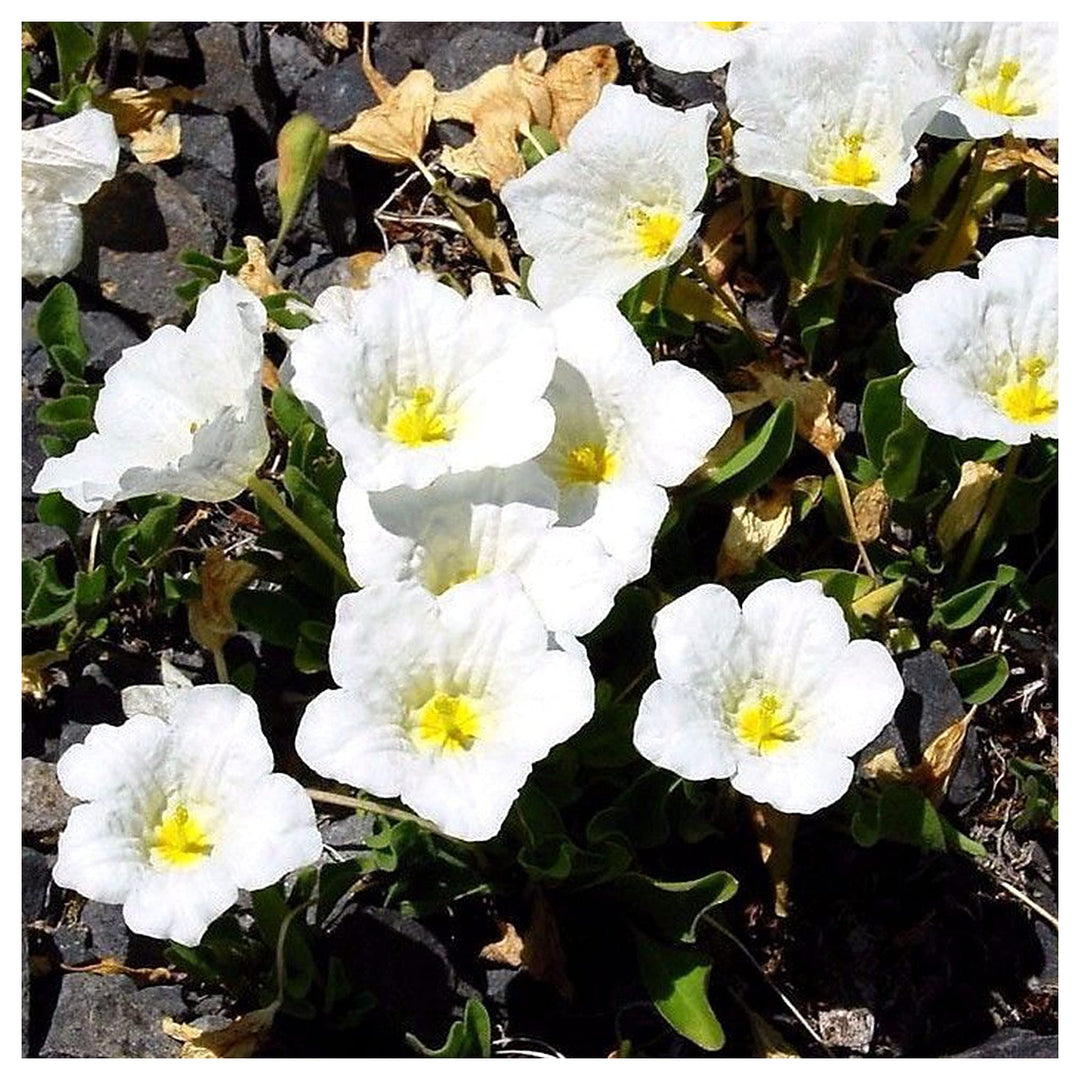 White Cupflower Robe Nierembergia Hippomanica Flower Seeds for Home Garden Planting, Lush Organic | Neera Seeds product photo [neera-v4-153555293132dfed6e81]