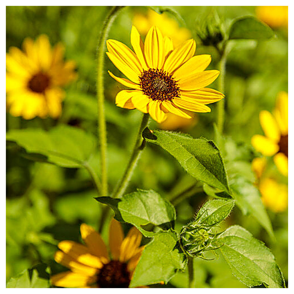 Yellow Hybrid Sunflower Seeds – Heirloom, Non-GMO Flower Seeds for Planting | Neera Seeds product photo [neera-v4-1535a2cc6af268be11dc]
