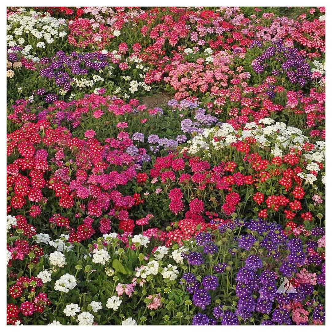Verbena Hybrida Flower Mixed Color Long Flowering Drought Tolerant Plant Flower Seeds Home | Neera Seeds product photo [neera-v4-15446ff0bf4b5afea772]