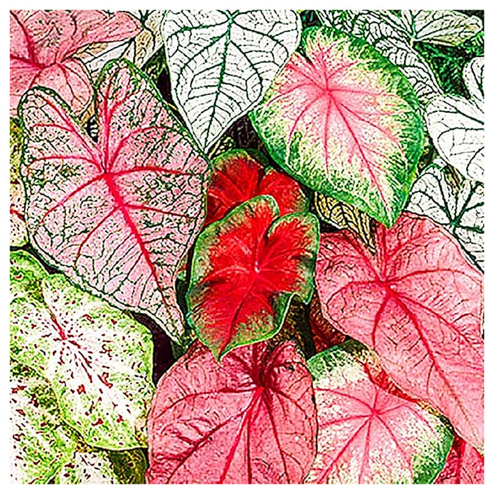 Heirloom Caladium Bicolor Green Mix Flower Seeds – Non-GMO, High Germination Organic Ornamental Seeds for Planting | Neera Seeds product photo [neera-v4-15504d13e61190645066]