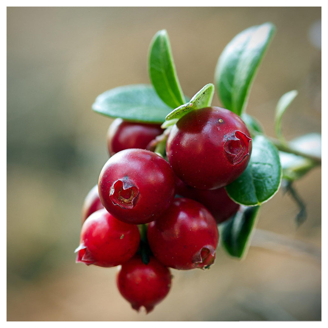 Red Russian Blueberry Tree & Katya Aronia Berry Seeds – Unique, Tangy & Organic Berries for Home Gardens | Neera Seeds product photo [neera-v4-1550f04261068307947f]