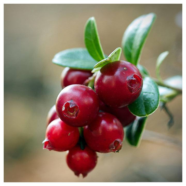 Red Russian Blueberry Tree &amp; Katya Aronia Berry Seeds – Unique, Tangy &amp; Organic Berries for Home Gardens | Neera Seeds product photo [neera-v4-1550f04261068307947f]