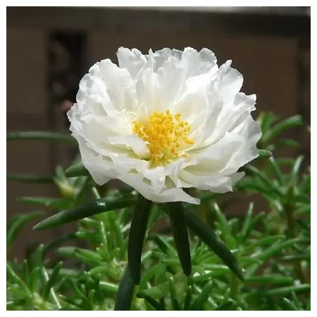 White Portulaca Flower Seeds for Planting – Heirloom, Non-GMO, Organic Garden Seeds, High Germination | Neera Seeds product photo [neera-v4-156d59ba2c6ce46f0882]