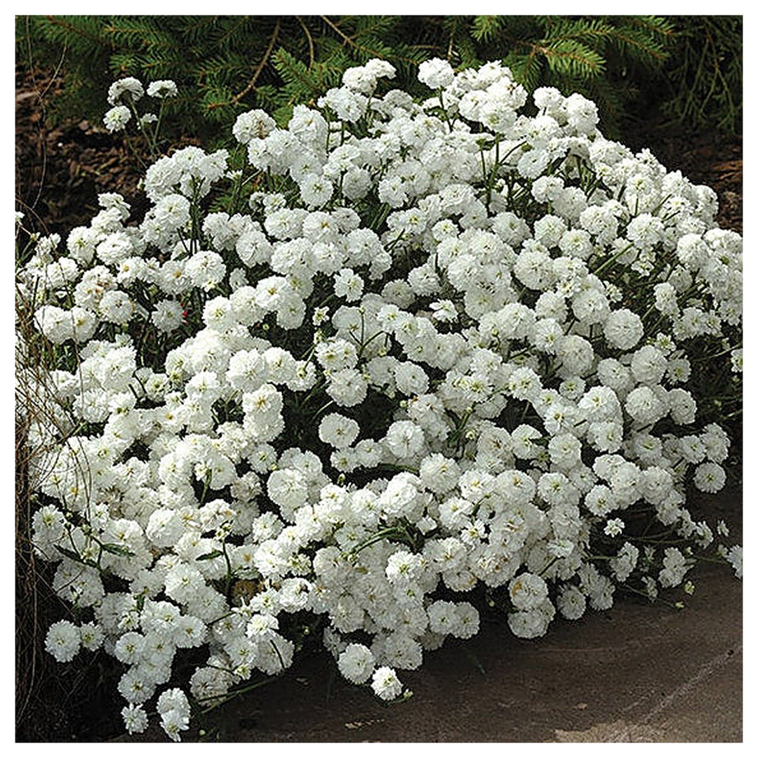White Pellitory Flower Seeds – Heirloom Non-GMO High Germination Seeds for Planting Organic Garden Blooms | Neera Seeds product photo [neera-v4-1571cb2baacc1794319e]