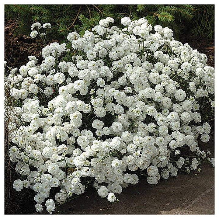 White Pellitory Flower Seeds – Heirloom Non-GMO High Germination Seeds for Planting Organic Garden Blooms | Neera Seeds product photo [neera-v4-1571cb2baacc1794319e]
