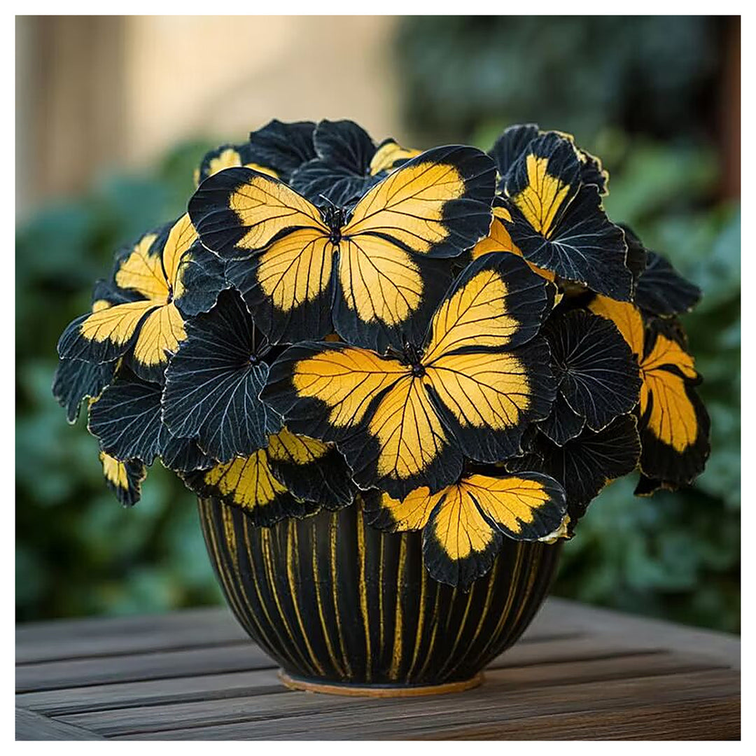 Moonlight Butterfly Begonia Flower Seeds Yellow and Black Heirloom Non-GMO High Germination Seeds for Planting | Neera Seeds product photo [neera-v4-1575b9522343db2c40a9]