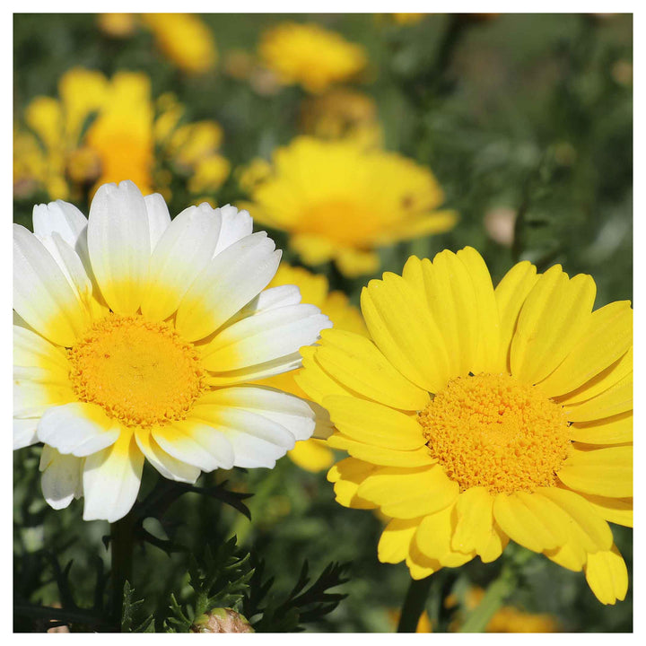 Garland Daisy Vibrant Hardy Garden Blooms Flower Seeds Home Garden Planting, Ornamental | Neera Seeds product photo [neera-v4-157fe103d5a67bfe9e56]