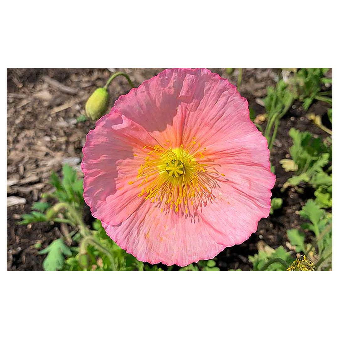 Champagne Bubbles Pink Iceland Poppy Flower Seeds for Planting - Heirloom & Non-GMO garden seeds | Neera Seeds product photo [neera-v4-15964a139d2fa13bb68a]