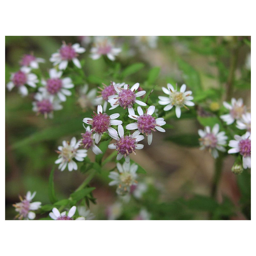 Aster Lateriflorus Flower Seeds – Heirloom, Non-GMO, High Germination Organic Garden Seeds for Planting | Neera Seeds product photo [neera-v4-159bef010ba832af2c87]
