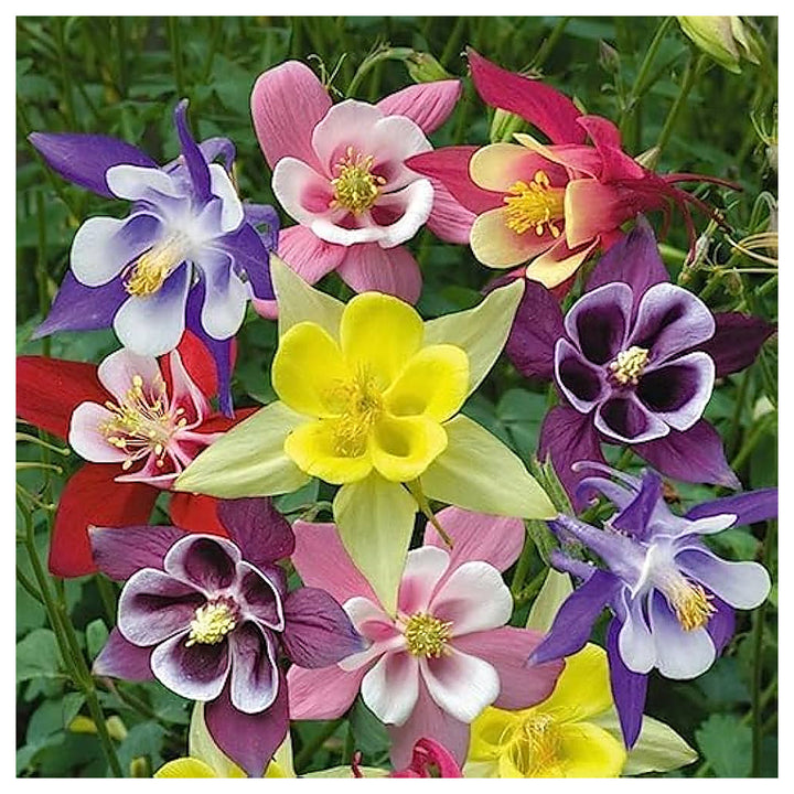 Heirloom Non-GMO Multi-Colored Columbine Flower Seeds for Planting – Vibrant Perennial Garden Seeds | Neera Seeds product photo [neera-v4-159cad6243fd43e45926]
