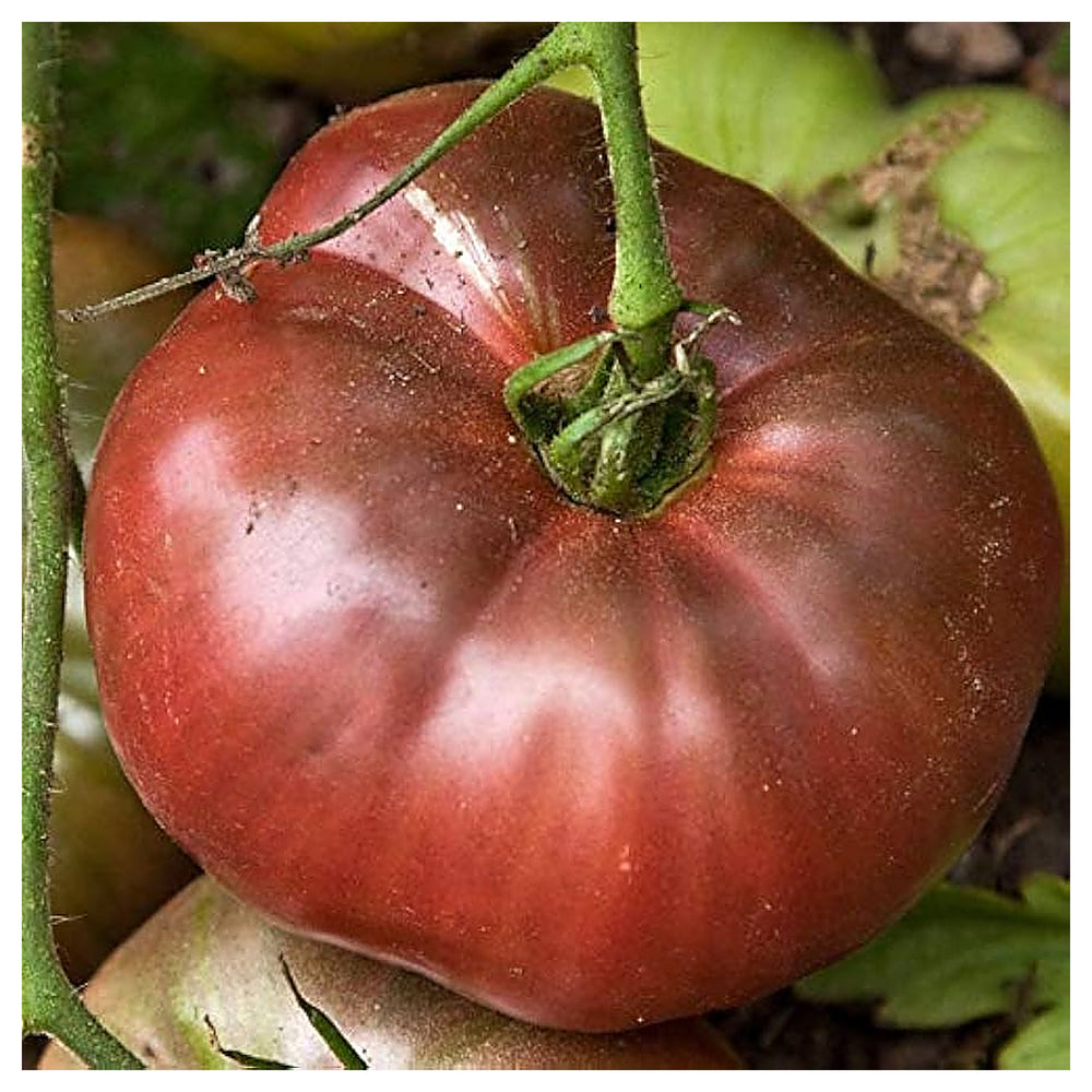 Large Barred Boar Tomato Seeds for Planting – Heirloom, Non-GMO, High Germination Organic Seeds with Rich, Unique F | Neera Seeds product photo [neera-v4-15aabe4c66da421f1534]