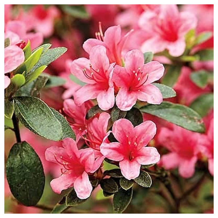 Heirloom Non-GMO Azalea Flower Seeds for Planting – Colorful Ornamental Shrub Seeds, High Germination | Neera Seeds product photo [neera-v4-15af9275f976b3caba05]