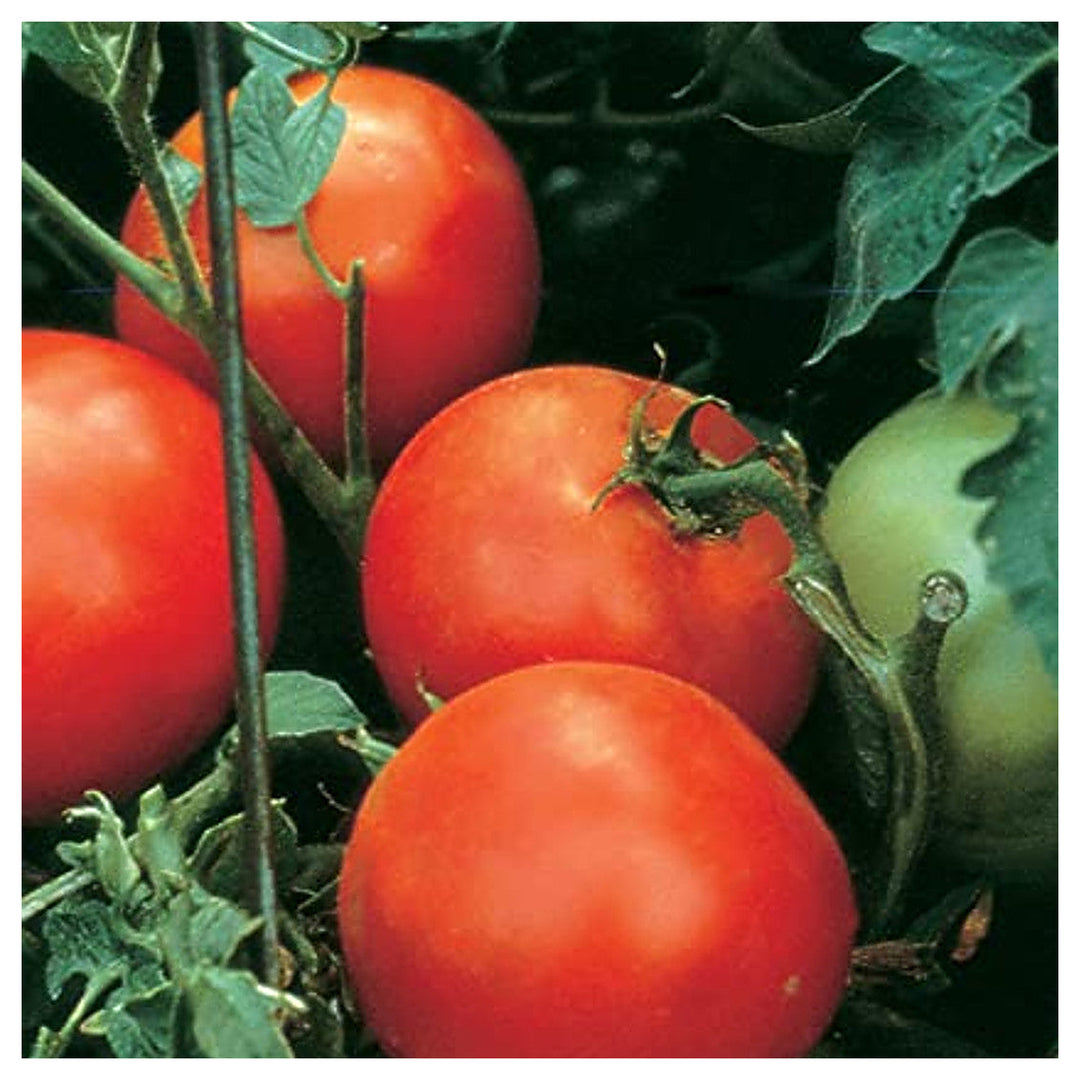 Burpee Celebrity Hybrid Red Tomato Seeds for Planting – Heirloom, Non-GMO, High Germination Vegetable Seeds | Neera Seeds product photo [neera-v4-15c01326c54155b1924b]