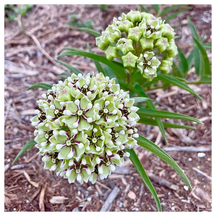 Heirloom Asclepias asperula "Antelope Horns" Flower Seeds - Non-GMO, High Germination Organic Milkweed Garden Seeds | Neera Seeds product photo [neera-v4-15c3089c9a38df0aeacb]