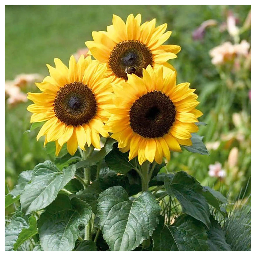 Heirloom Non-GMO Helianthus Annuus Flower Seeds for Planting – Bright Sunflower Blooms for Gardens | Neera Seeds product photo [neera-v4-15c4f74b8afd852cf29c]