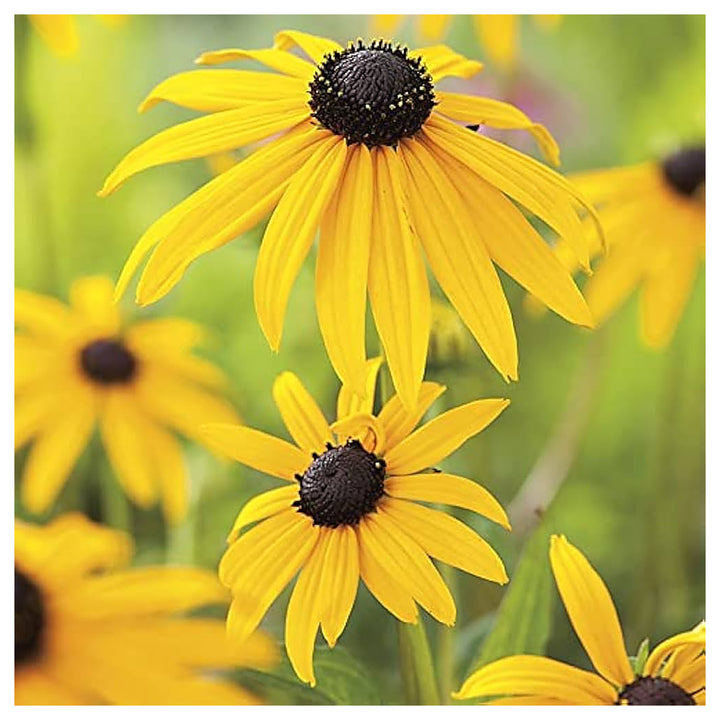 Yellow Goldsturm Flower Seeds for Planting – Hardy Perennial Black-Eyed Susan Variety | Neera Seeds product photo [neera-v4-15c56164d3f86156e22b]