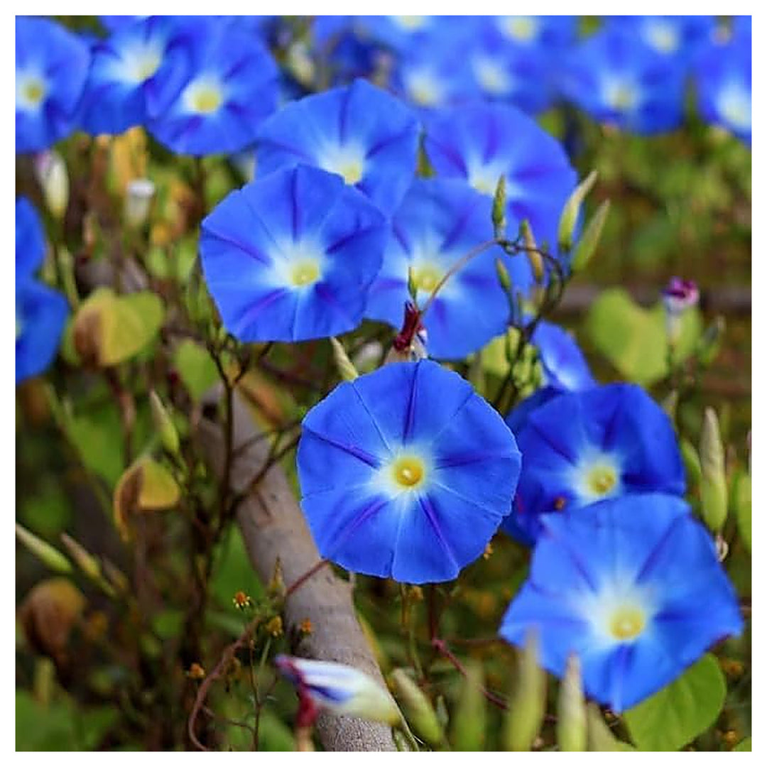 Blue Blue Petunia Petunia Hybrida Phantom Flower For Planting Unique Blooms For Hanging Baskets | Neera Seeds product photo [neera-v4-15d3fad9dfcf4c29d534]
