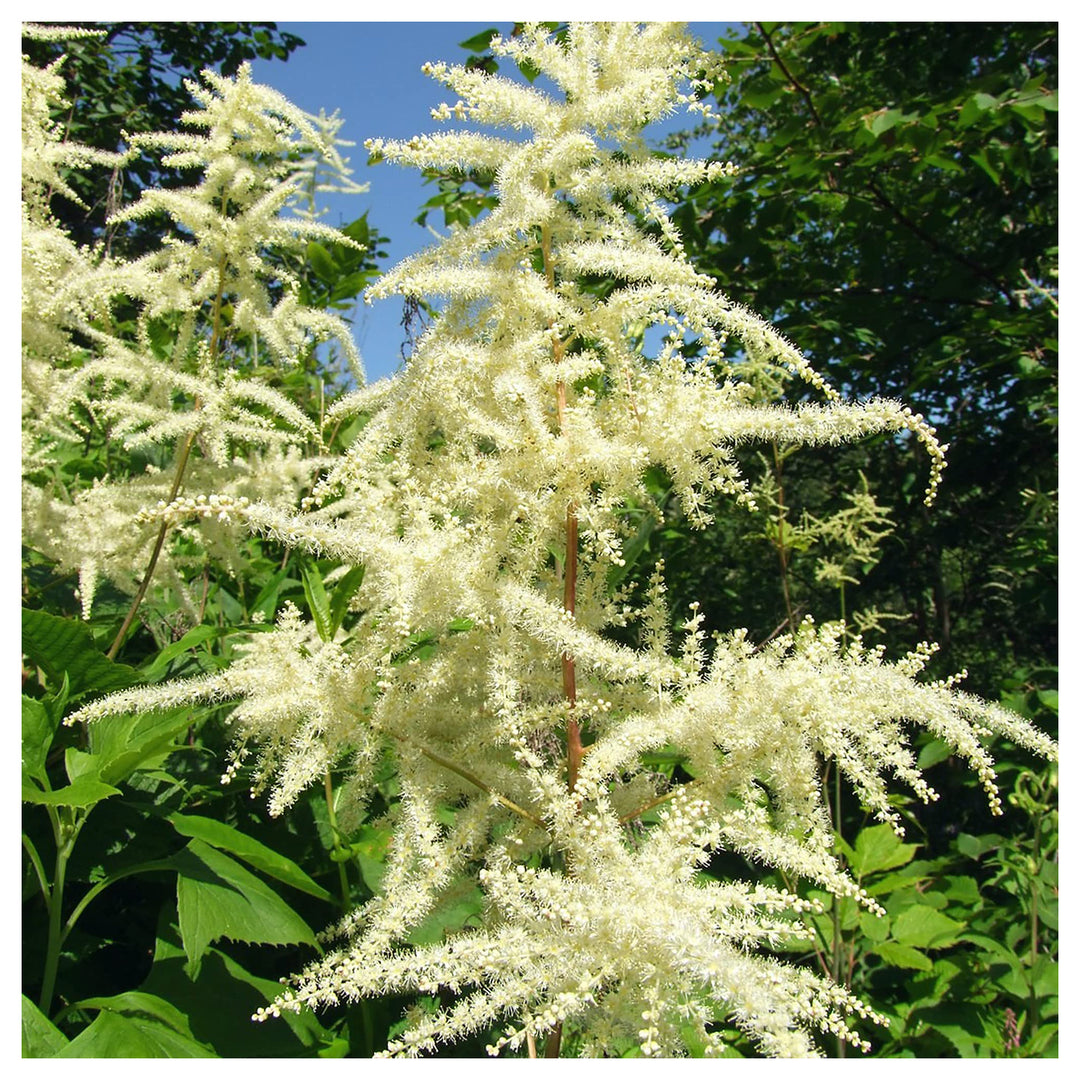 Heirloom Non-GMO Aruncus Flower Seeds for Planting – Elegant Garden Perennial Blooms | High Germination | Neera Seeds product photo [neera-v4-15d68db52a57e954df4d]