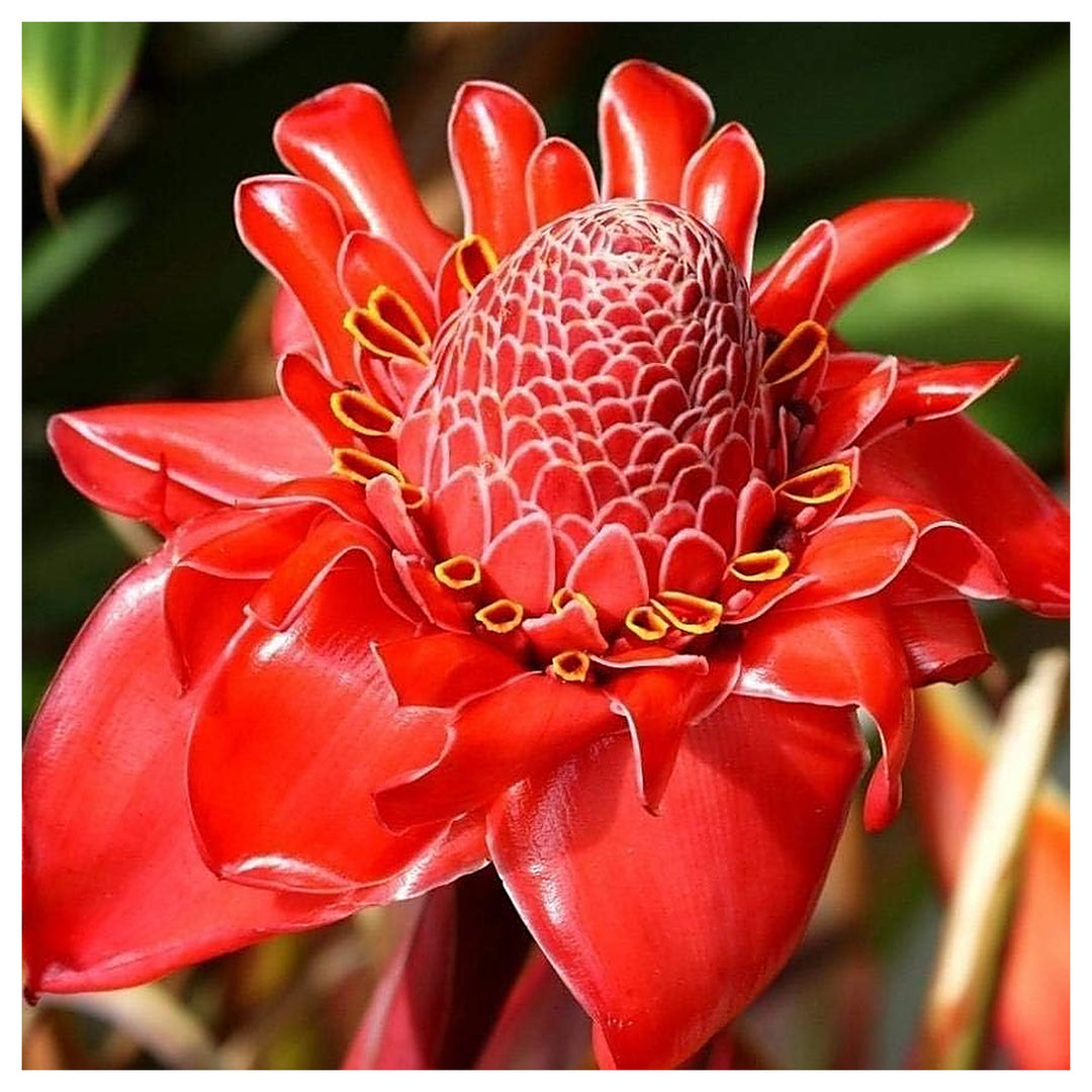 Heirloom Red Etlingera Elatior Flower Seeds for Planting – Non-GMO Tropical Organic Garden Seeds with High Germinat | Neera Seeds product photo [neera-v4-1604036bf90b4f457c53]