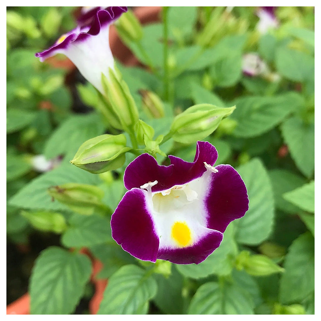 Violet Torenia Kauai Flower Seeds for Unique Gardens - 100 pcs | Neera Seeds product photo [neera-v4-16075905000d2b2941a4]