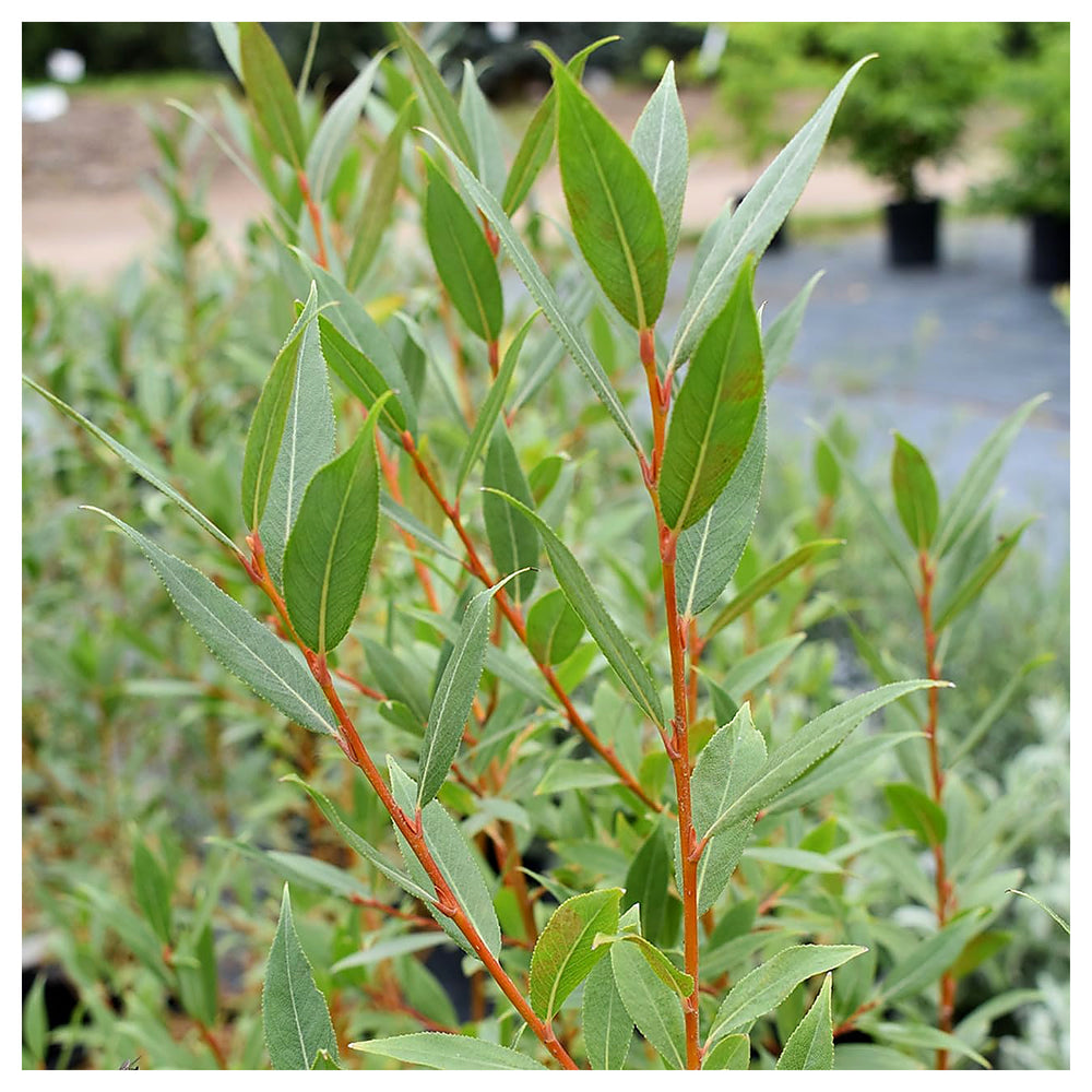 Flame Willow Plant Seeds for Planting | Heirloom Non-GMO High Germination Organic Garden Seeds | Neera Seeds product photo [neera-v4-160813a1b07306cf2c89]
