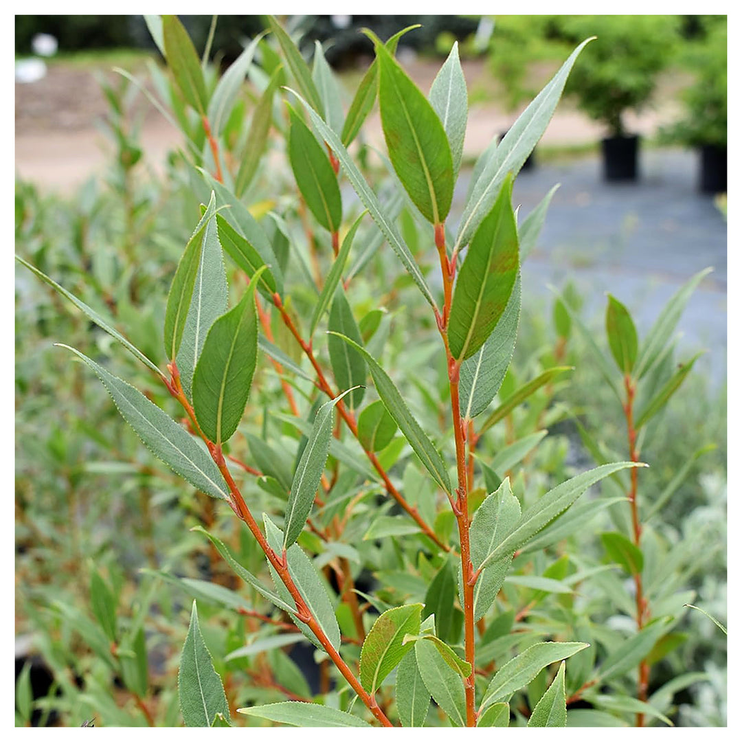 Flame Willow Plant Seeds for Planting | Heirloom Non-GMO High Germination Organic Garden Seeds | Neera Seeds product photo [neera-v4-160813a1b07306cf2c89]