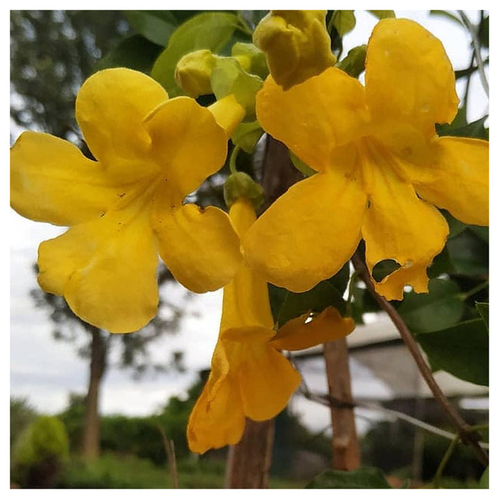 Macfadyena Unguis Flower Seeds – Heirloom, Non-GMO, High Germination Organic Garden Seeds for Climbing Vines | Neera Seeds product photo [neera-v4-160841034f8f7b155a54]