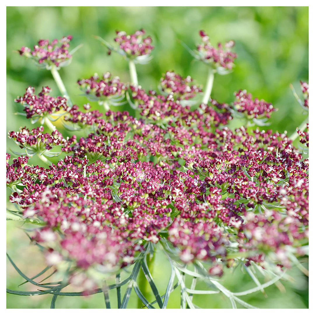 False Queen Anne's Lace Flower Seeds – Heirloom, Non-GMO, High Germination Organic Garden Seeds for Planting | Neera Seeds product photo [neera-v4-16095cf978b136bee0e9]